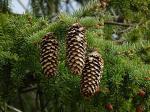 Pinecone
