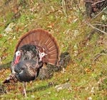 turkeys