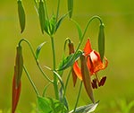 Turks Cap Lily