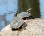 turtles