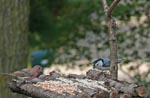 two birds