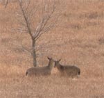two deer