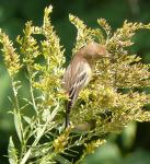 Unknown Bird