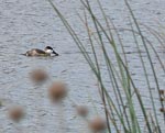 unknown duck