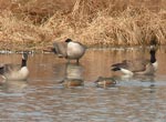 unknownducks