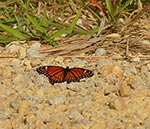 viceroy