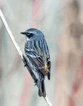 Warbler
