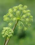 Some kind of plant