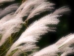 weeds
