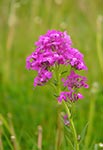 wildflower