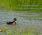 wood duck