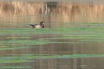 wood duck