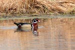 wood duck